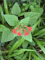 Salvia coccinea