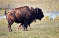 Bison bison