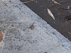 Leiocephalus carinatus