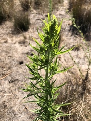 Artemisia biennis