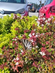 Iphiclides feisthamelii