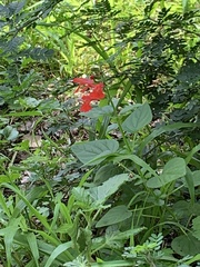 Salvia coccinea