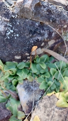 Pterostylis ophioglossa