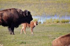 Bison bison