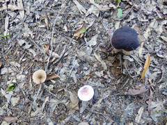 Tylopilus