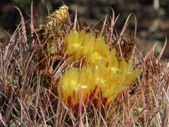 Ferocactus cylindraceus