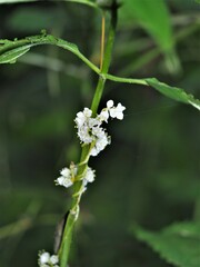 Cuscuta rostrata