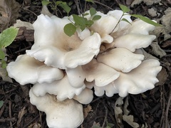 Hohenbuehelia petaloides