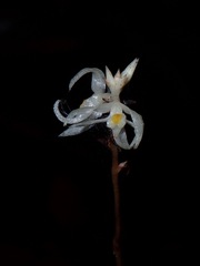 Tropidia saprophytica