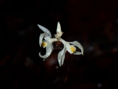 Tropidia saprophytica