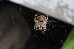 Araneus gemmoides