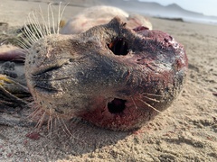Phoca vitulina richardii