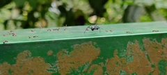 Myrmhopla