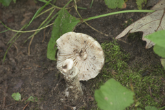 Amidella