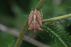 Carpocoris fuscispinus