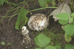 Amidella