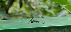 Myrmhopla