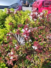 Iphiclides feisthamelii