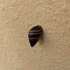 Bulimulus guadalupensis