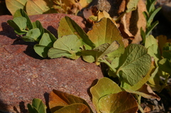 Aristolochia navicularis