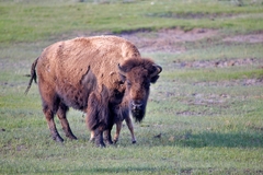 Bison bison
