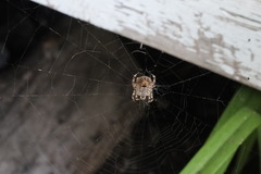 Araneus gemmoides
