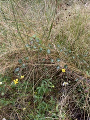Goodenia rotundifolia