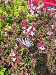 Iphiclides feisthamelii
