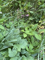 Hylodesmum glutinosum