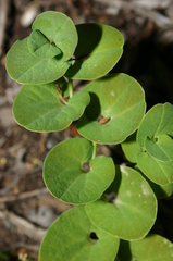 Aristolochia navicularis