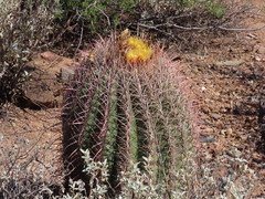 Ferocactus cylindraceus