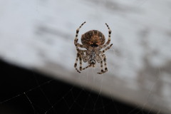 Araneus gemmoides