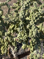 Cylindropuntia cholla