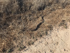 Lampropeltis californiae