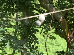 Mecynogea lemniscata