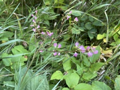 Hylodesmum glutinosum