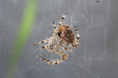 Araneus gemmoides