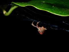Uloborus