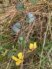Goodenia rotundifolia