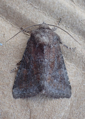 Lacinipolia meditata