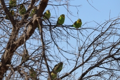 Melopsittacus undulatus