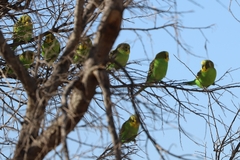 Melopsittacus undulatus