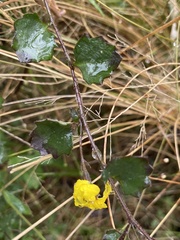Goodenia rotundifolia