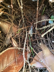 Dacrycarpus dacrydioides