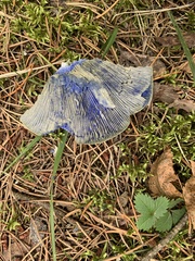 Lactarius indigo