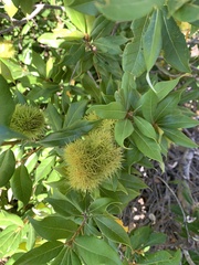 Chrysolepis chrysophylla