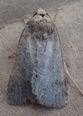 Lacinipolia meditata