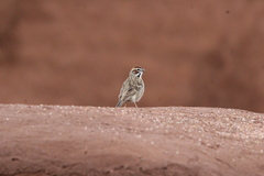 Chondestes grammacus