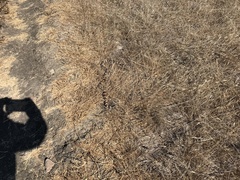 Lampropeltis californiae