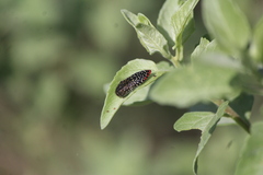 Acmaeodera haemorrhoa